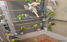 Budgerigars birds for sale: Exhibition Budgerigars for sale. - Image 3