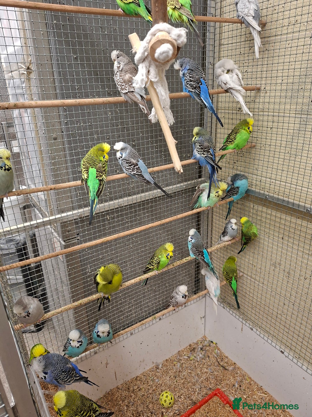 Budgerigars birds for sale: Exhibition Budgerigars for sale. - Image 3