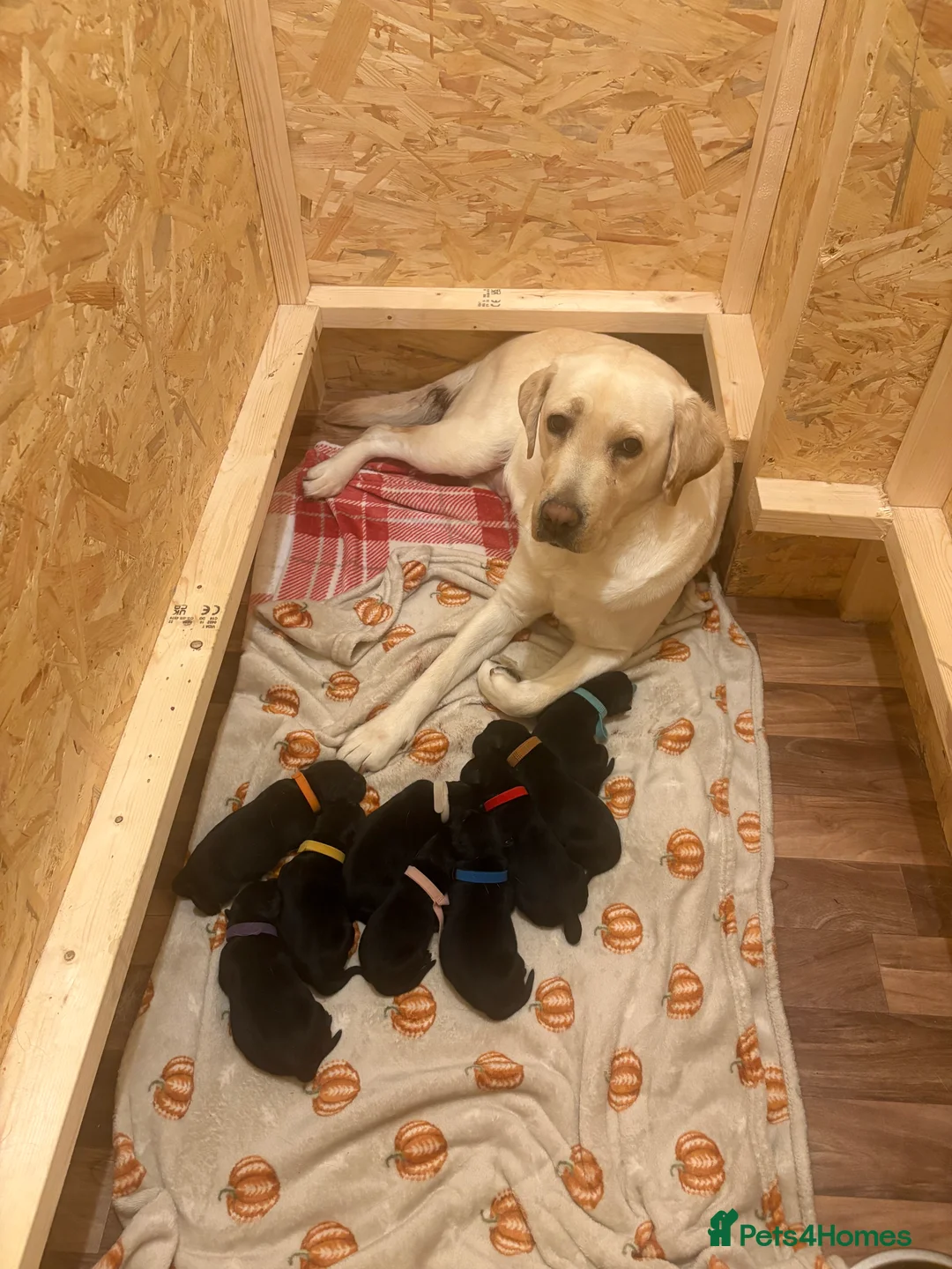 Mixed Breed dogs for sale: Gorgeous LAB X ROTTIE PUPPYS  in Ripley - Advert 6