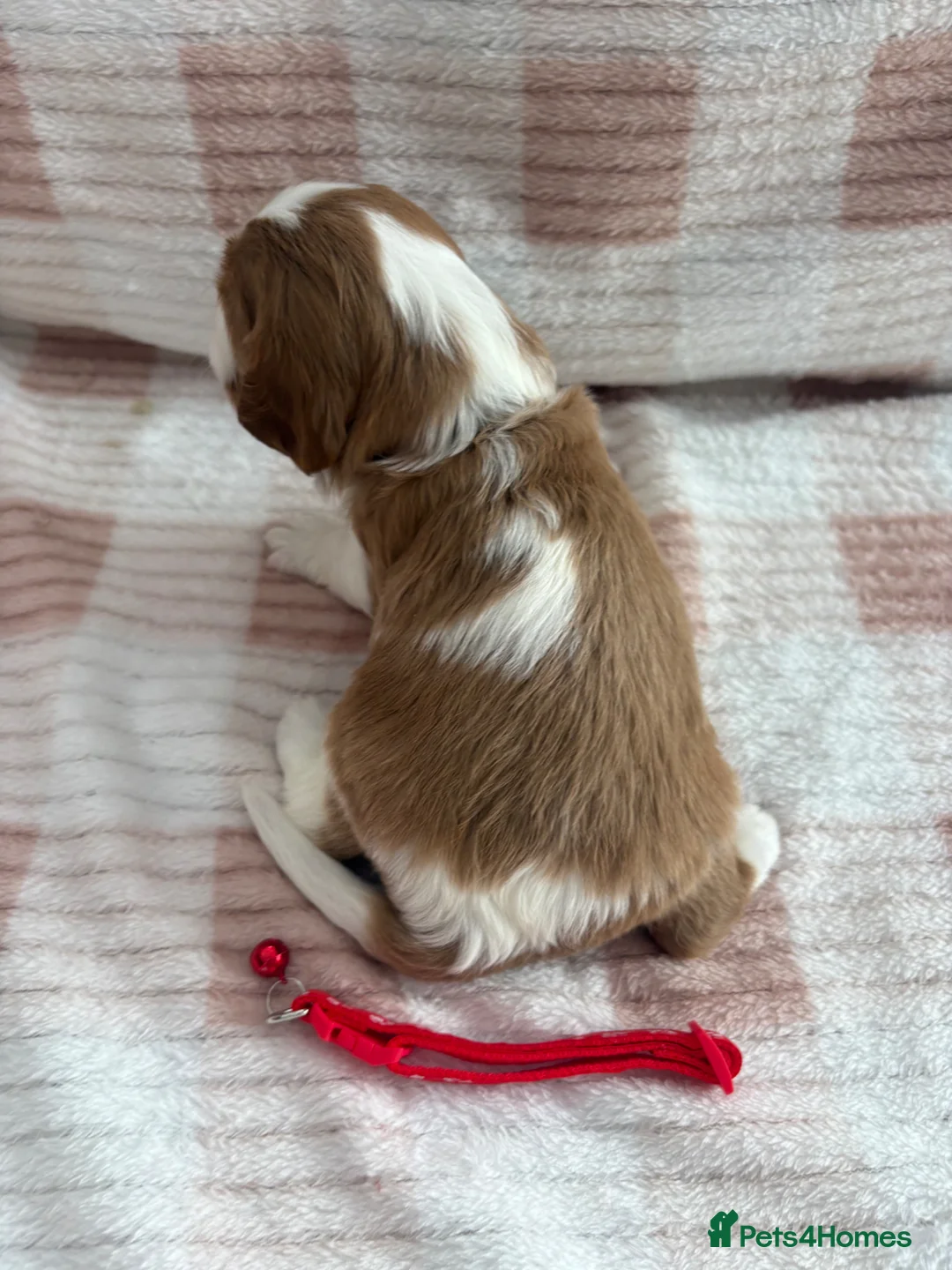 Cavalier King Charles Spaniel dogs for sale: Cavalier King Charles Spaniel Puppies  in Boston - Advert 18