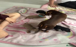 Miniature Dachshund dogs for sale: Miniature daschund  - Advert 5