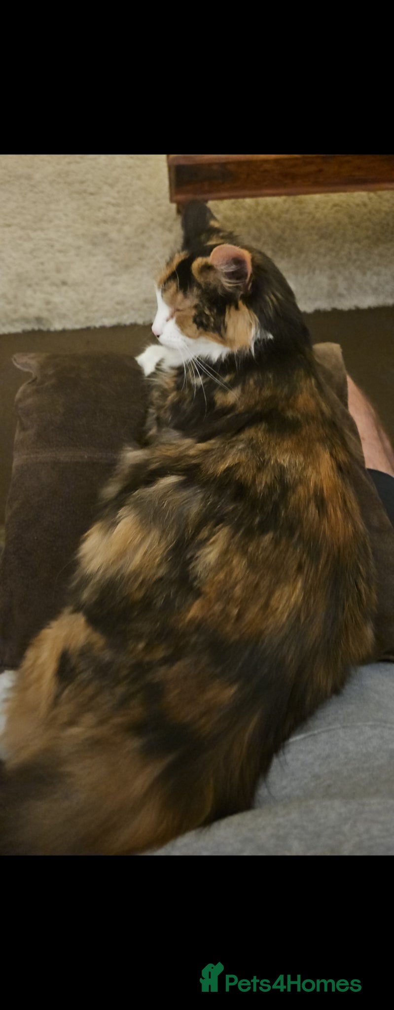 Mixed Breed cats Kittens  - Advert 1