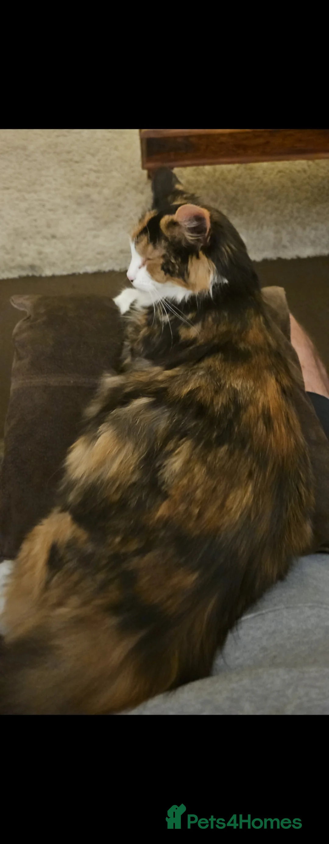 Mixed Breed cats for sale: Kittens  - Advert 1