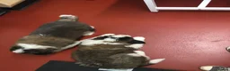 Saint Bernard dogs for sale: Rough Coated Pure St. Bernard  pups - Advert 3