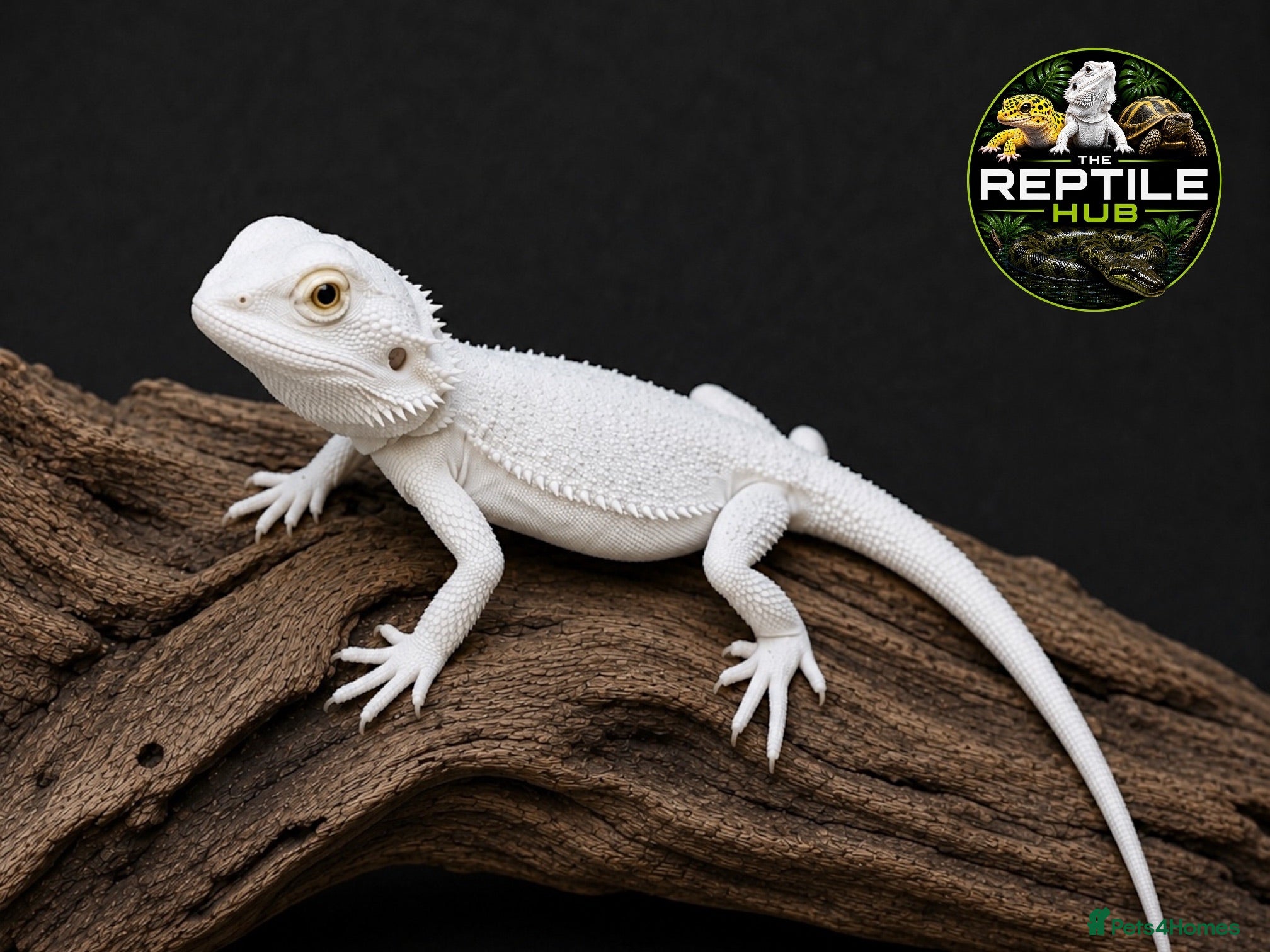 Bearded Dragon reptiles Snow Zero Bearded Dragon - Advert 13
