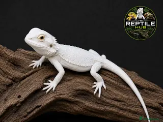 Bearded Dragon reptiles Snow Zero Bearded Dragon - Advert 13
