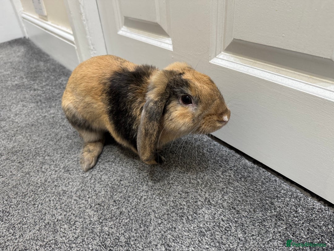 Mini Lop rabbits for sale: Young Male Rabbit/ Complete Starter Kit – Friendly - Image 2