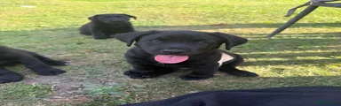 Mixed Breed 2