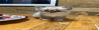 Ragdoll 5