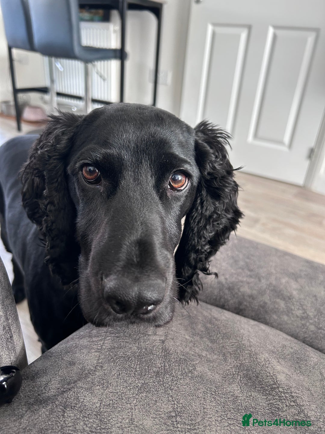Cocker Spaniel dogs for sale: 4 year old Male Working Cocker Spaniel - Image 4