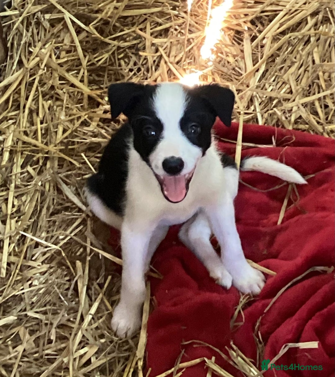 Border Collie dogs for sale: Collies ready now - Image 3