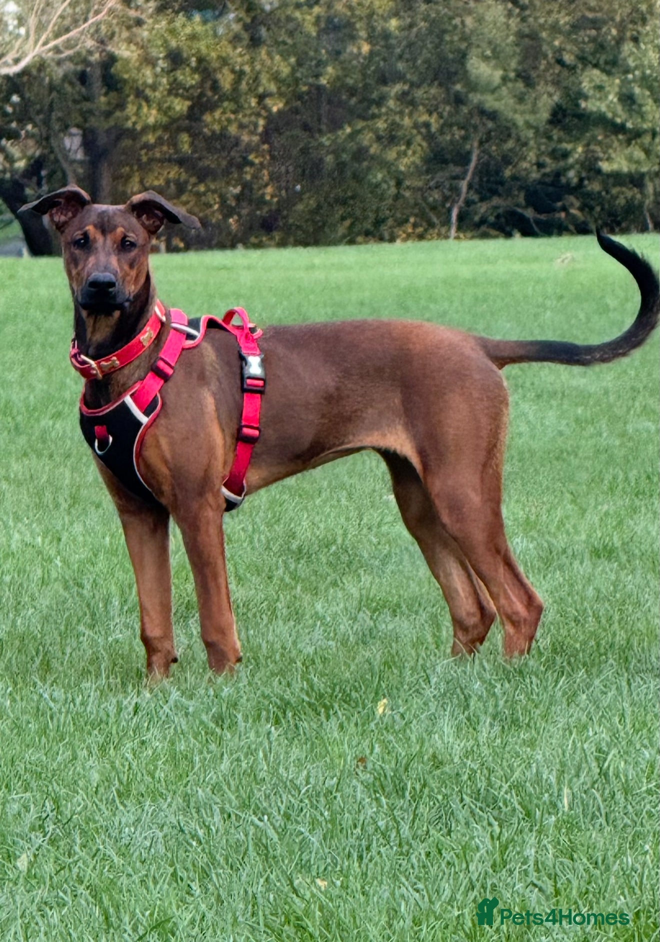 Mixed Breed dogs Cali  - Advert 7