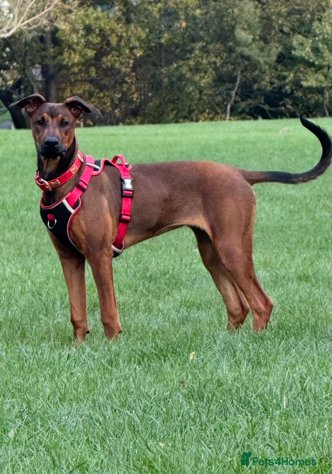 Mixed Breed dogs for sale: Cali  - Advert 1