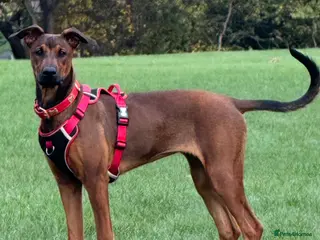 Mixed Breed dogs Cali - Advert 7