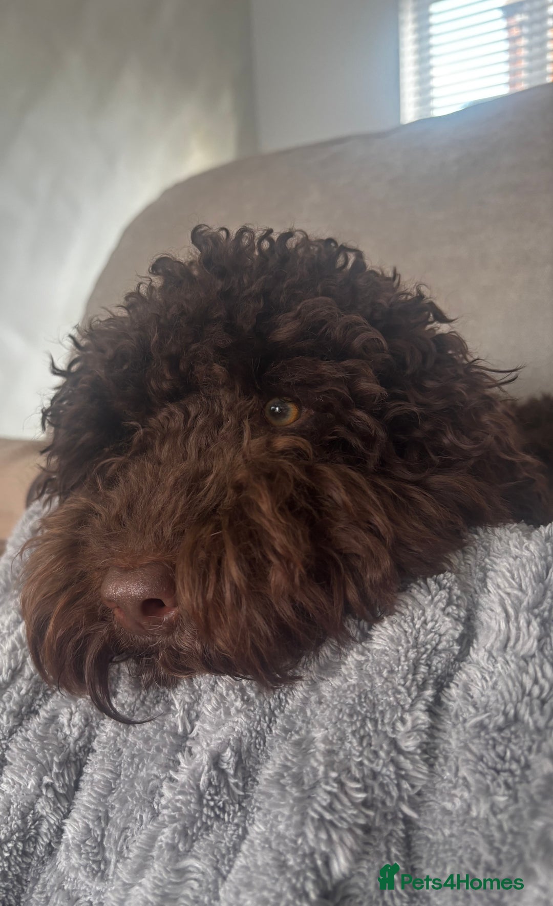 Cockapoo dogs for sale: Male cockapoo - Advert 2