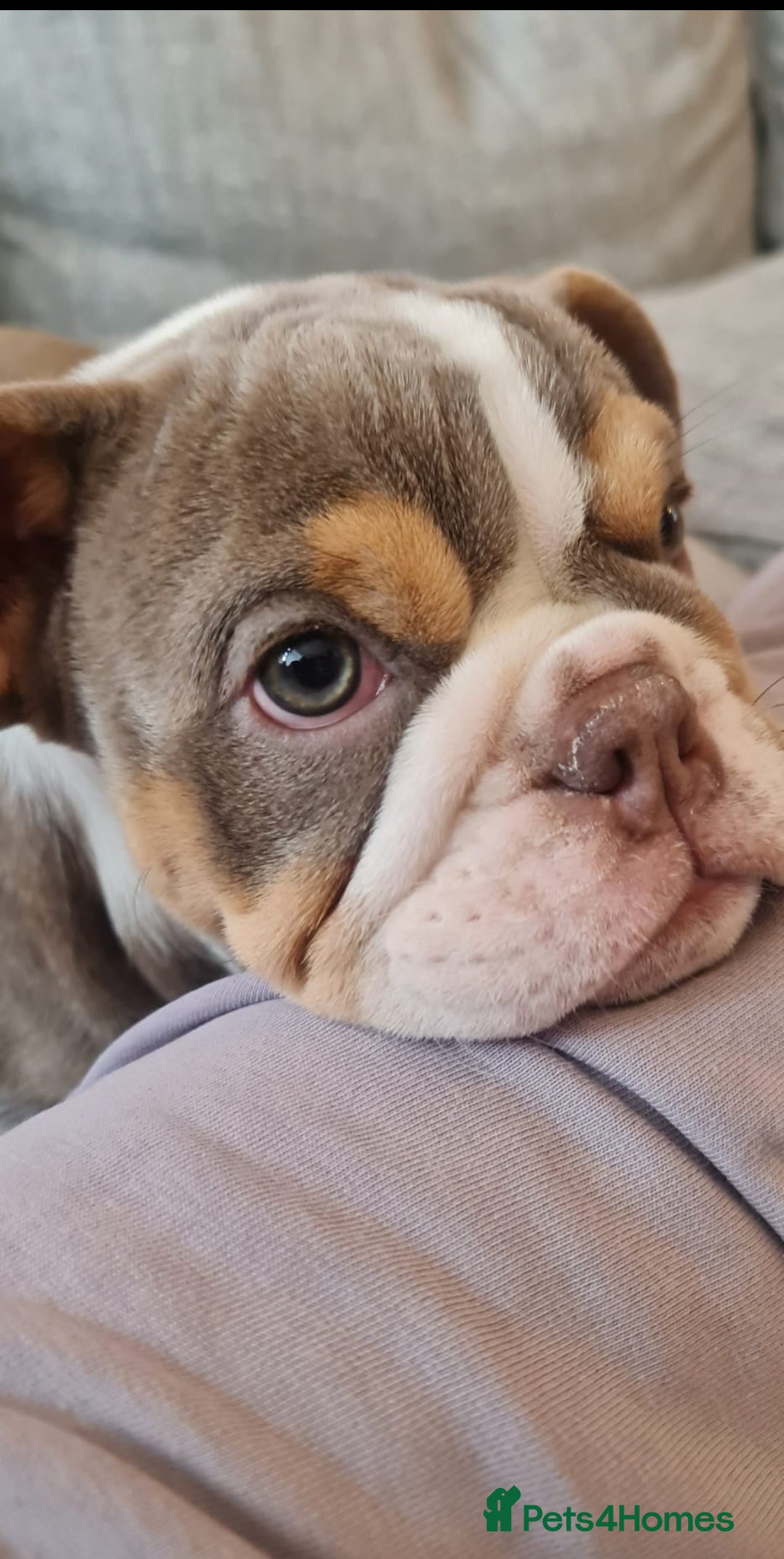 English Bulldog dogs Beautiful Female puppy Bulldog - Advert 8