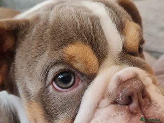 English Bulldog dogs Beautiful Female puppy Bulldog - Advert 17