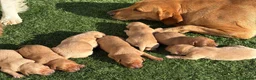 Labrador Retriever dogs for sale: 🐾 8 beautiful Labrador puppies  in Melton Mowbray - Advert 3