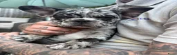 French Bulldog dogs for sale: Merle French Bulldog Puppy - Advert 3