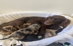 Cockapoo dogs for sale: F1 cockerpoo puppies  - Image 2