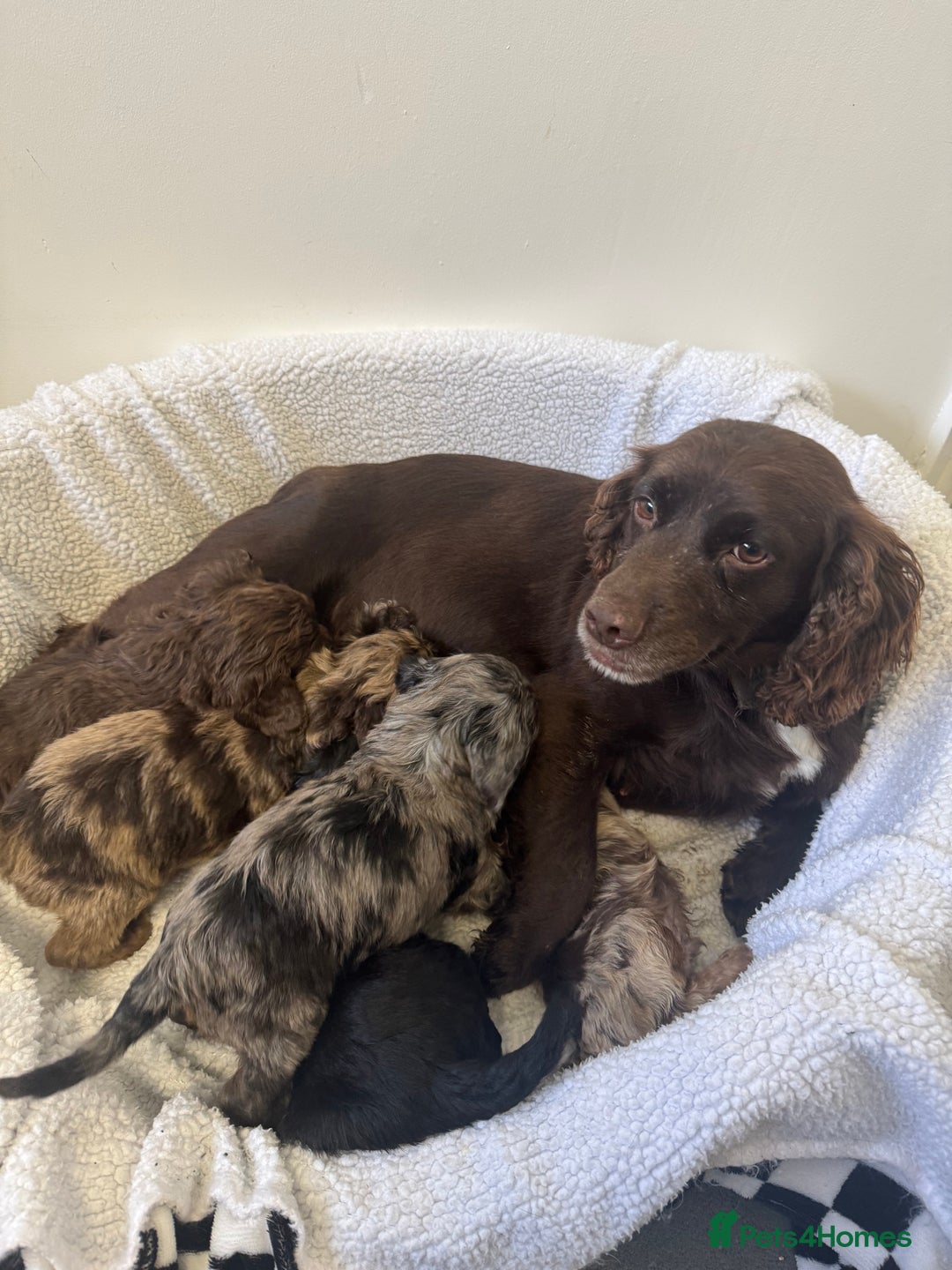 Cockapoo dogs for sale: F1 cockerpoo puppies  - Image 2