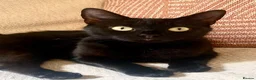 Domestic Shorthair cats for adoption: Great things come in small packages. - Advert 6