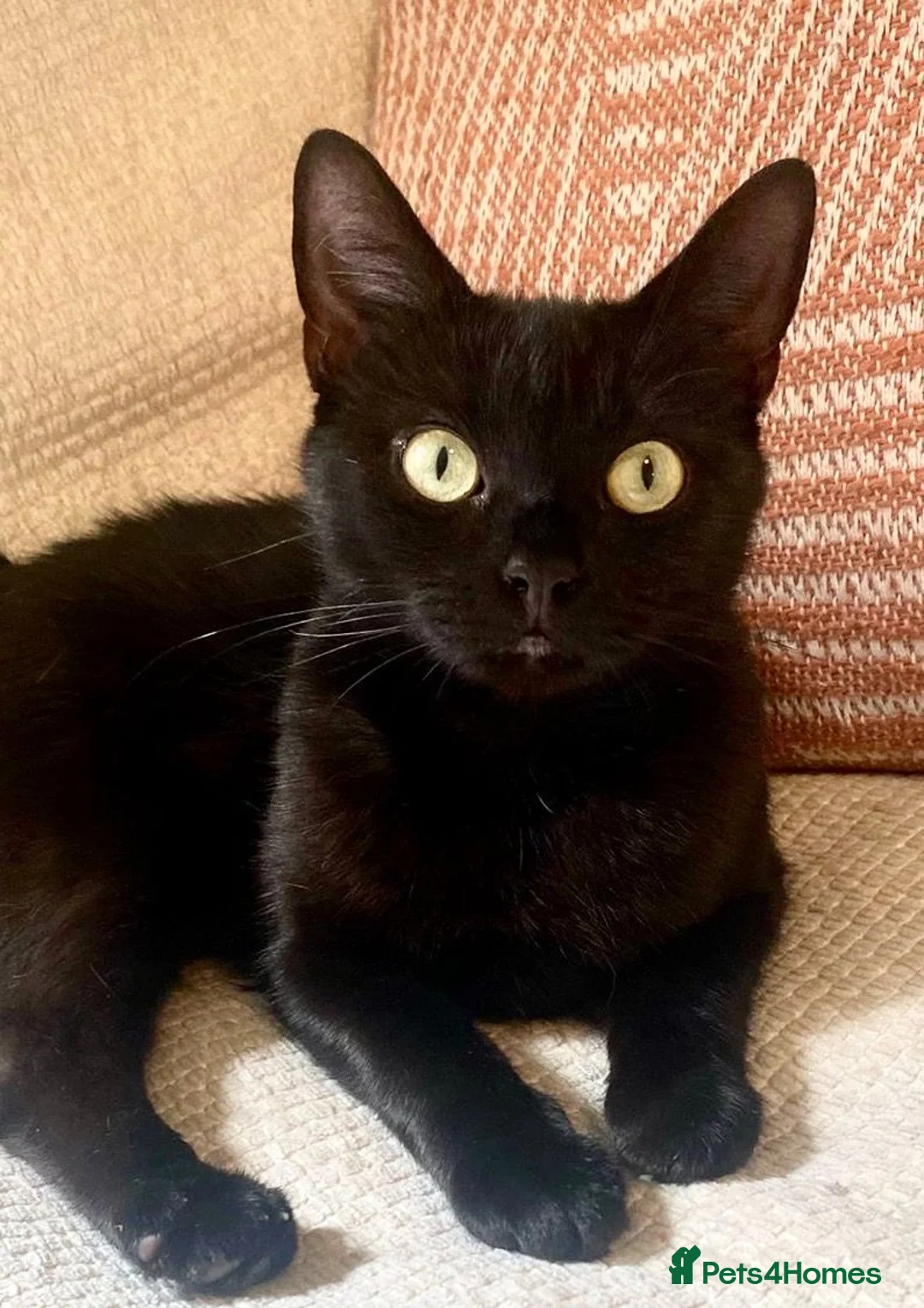 Domestic Shorthair cats for adoption: Great things come in small packages. - Advert 6