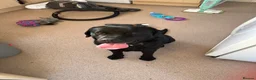 Labrador Retriever dogs for sale: Black Labrador  - Advert 2