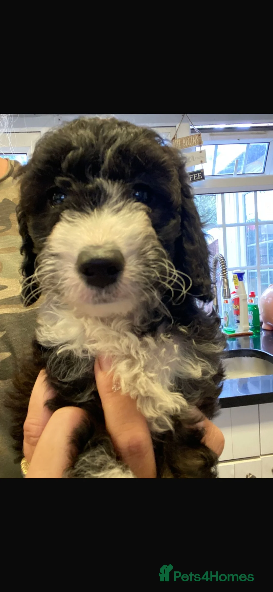 Cockapoo dogs for sale: Real life teddy bear  cockapoo puppy’s  in Feltham - Advert 30