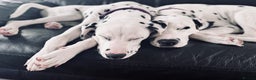 Dalmatian dogs for sale: KC Female Dalmatian  - Advert 3