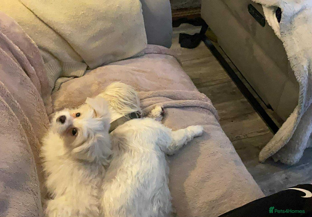 Mixed Breed dogs for sale: Malti-Pom Puppies - £1200 - 3 Left - Advert 25