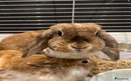 Mini Lop rabbits for sale: 2 beautiful mini lop girls available now - Image 5