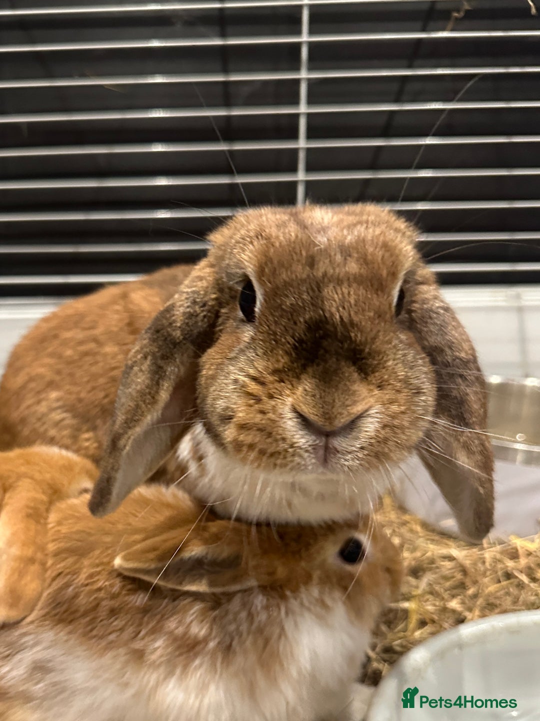 Mini Lop rabbits for sale: 2 beautiful mini lop girls available now - Image 5