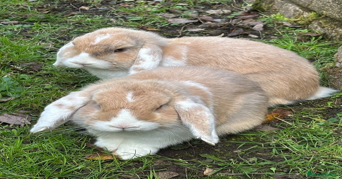 Mini Lop Rabbits for Sale for sale | Pets4Homes
