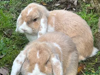 Mini Lop rabbits Two female mini lops - Advert 4