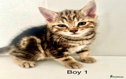 Bengal cats for sale: Gorgeous Bengal kittens ready on go 26th September - Image 13