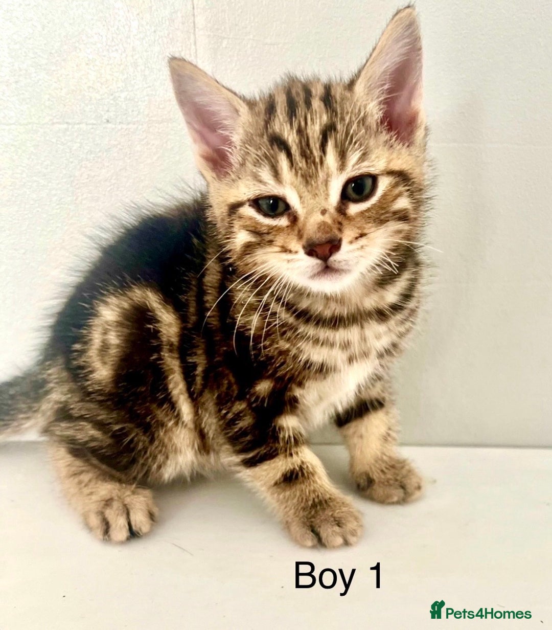 Bengal cats for sale: Gorgeous Bengal kittens ready on go 26th September - Image 13