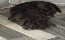 Cane Corso dogs for sale: Merl cane corso puppy - Image 3