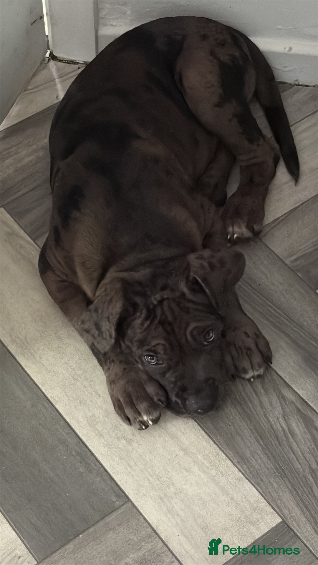 Cane Corso dogs for sale: Merl cane corso puppy - Image 3