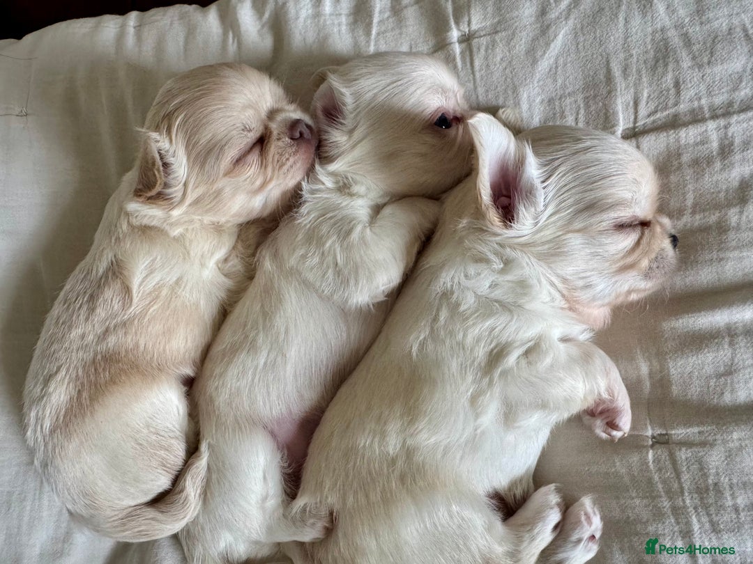 Chihuahua dogs for sale: Chihuahua long-coat puppy KC reg 🤍 - Advert 10