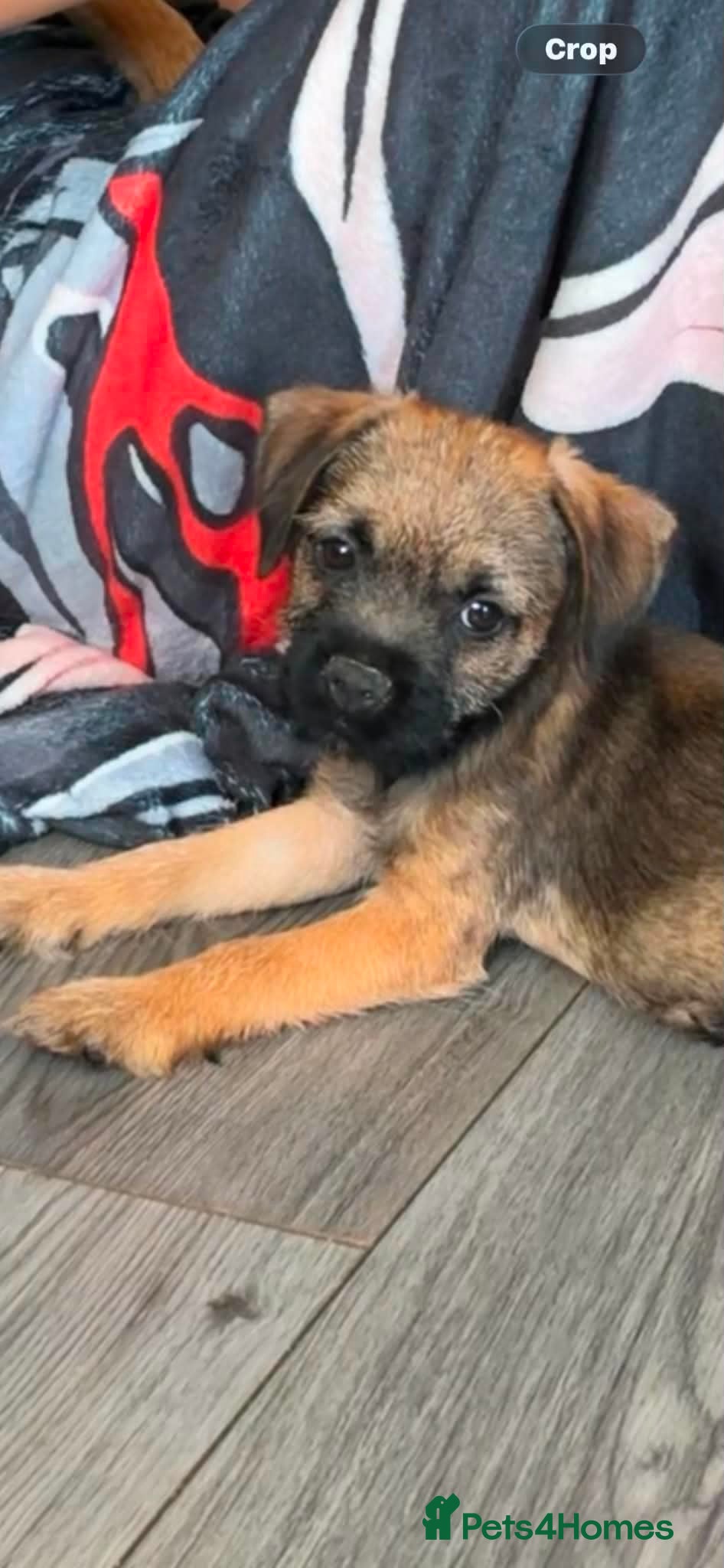 Border Terrier dogs Border Terrier Puppies (KC Registered)  - Advert 2