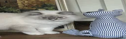 Ragdoll cats for sale: Regdoolll - a beautiful boy - Advert 2