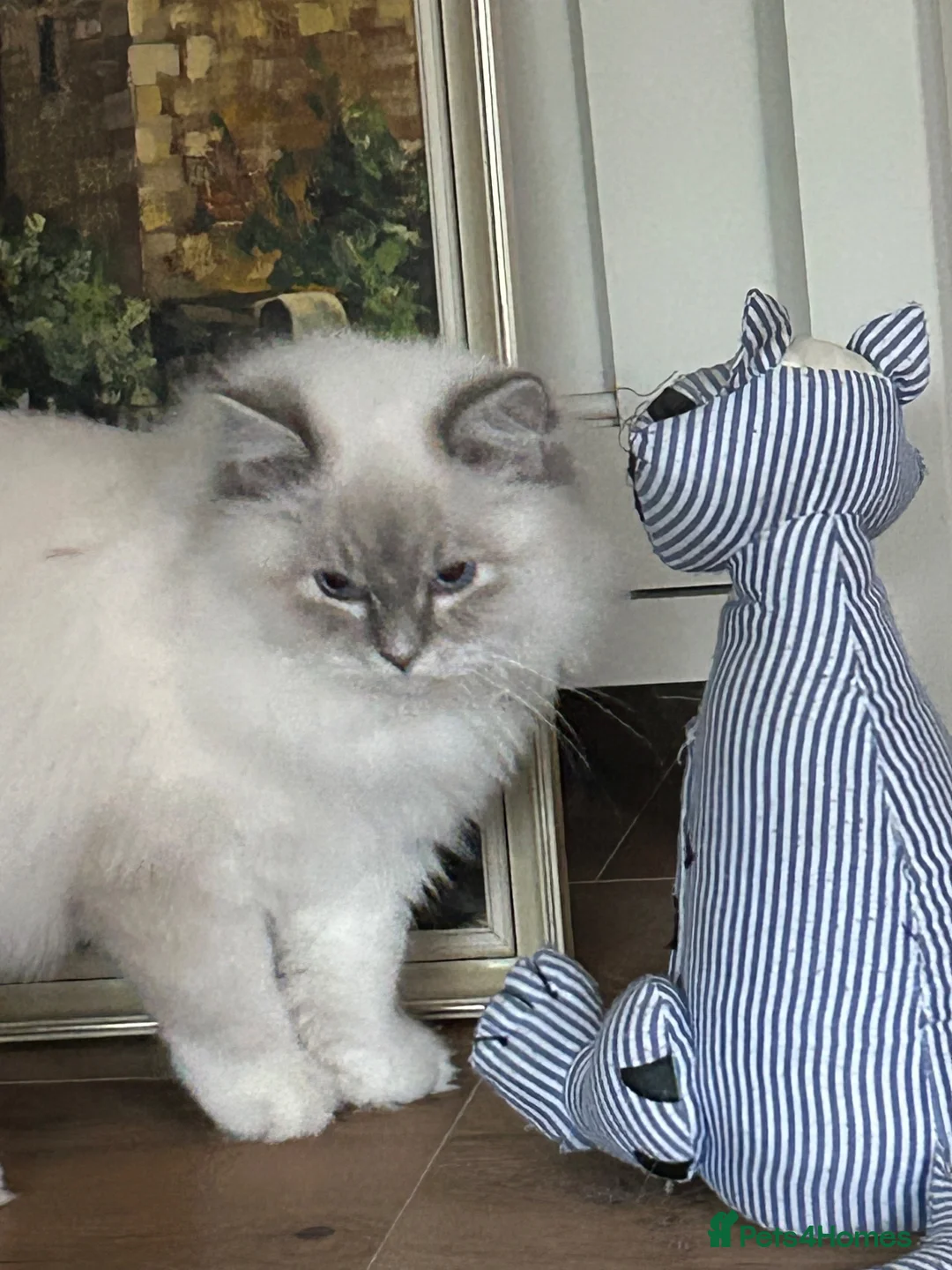 Ragdoll cats for sale: Regdoolll - a beautiful boy - Advert 2