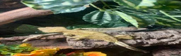 Gecko reptiles for sale: 3 GORGEOUS ADULT CRESTED GECKOS - Advert 2
