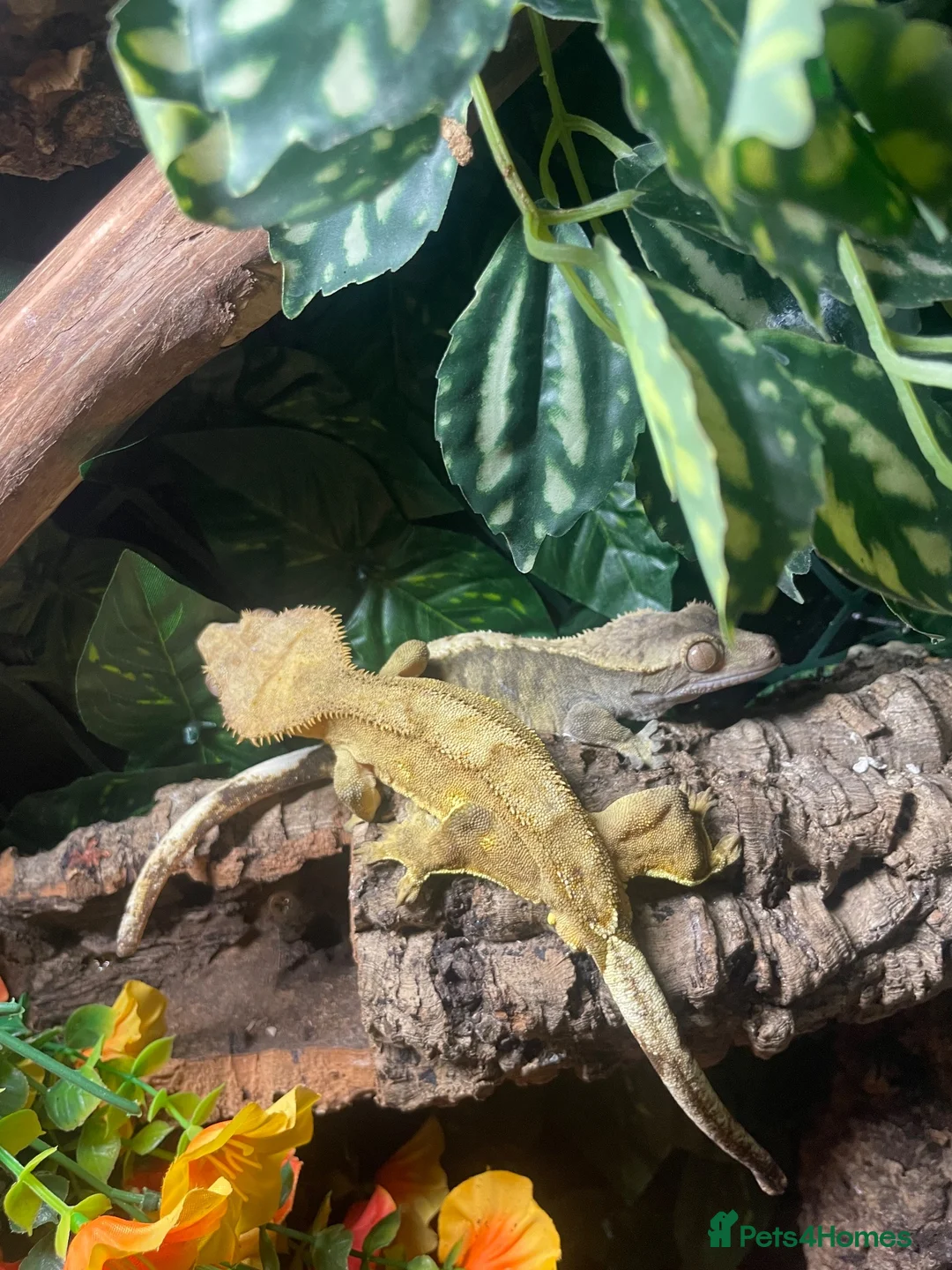 Gecko reptiles for sale: 3 GORGEOUS ADULT CRESTED GECKOS - Advert 2