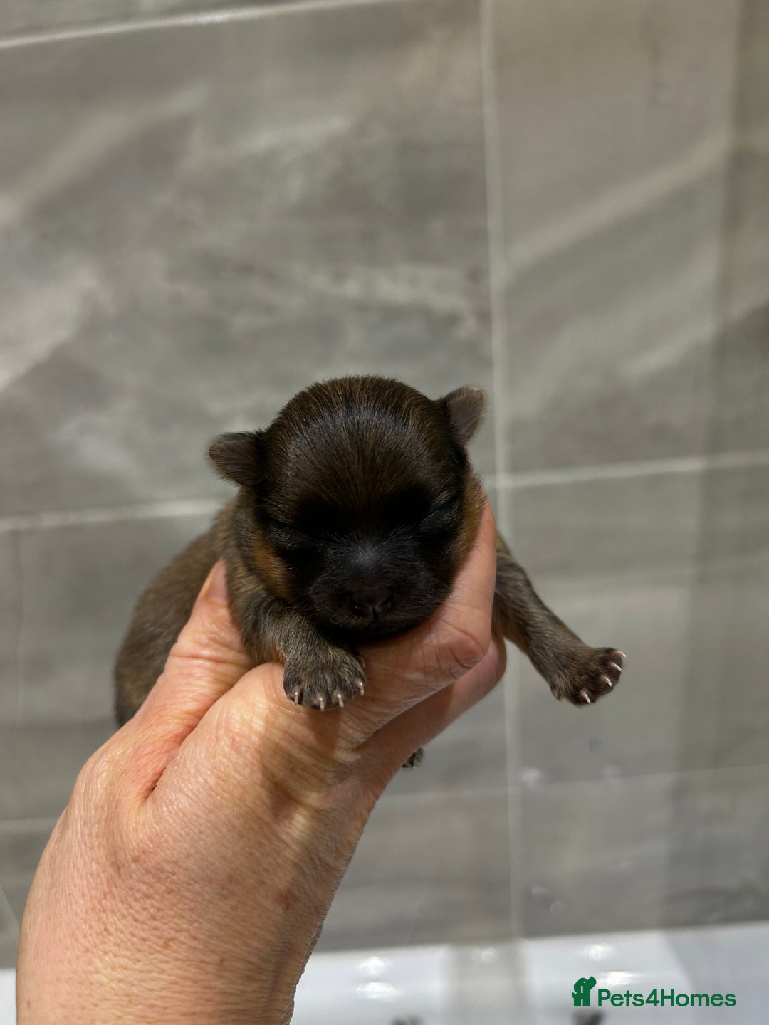 Pomeranian dogs for stud: STUD POMERANIAN - Advert 4