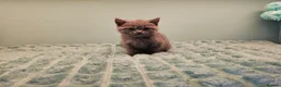 British Shorthair cats for sale: Blue British short hair X kittens  - Advert 13