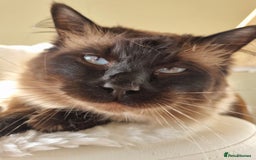 Ragdoll cats for sale: Chocolate Point Ragdoll male - Advert 2