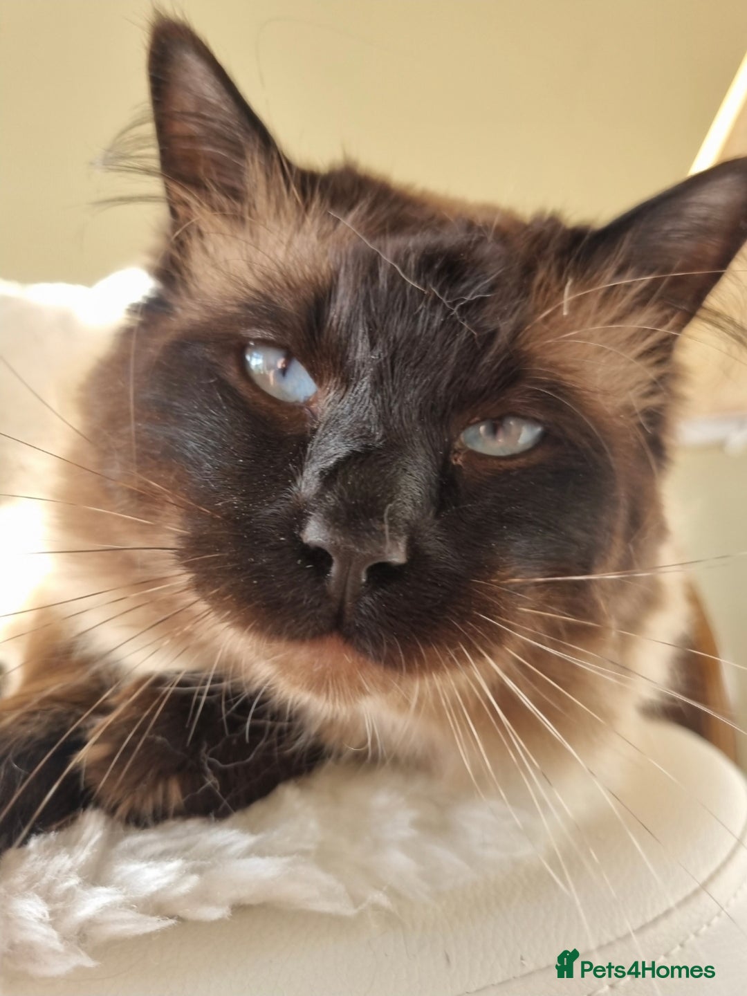 Ragdoll cats for sale: Chocolate Point Ragdoll male - Advert 2