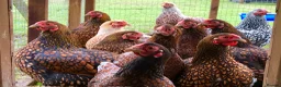 Chickens poultry for sale: Large Fowl and Bantam Hatching Eggs - Advert 9